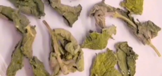 Extraction of essential oil from medicinal plants - UCD